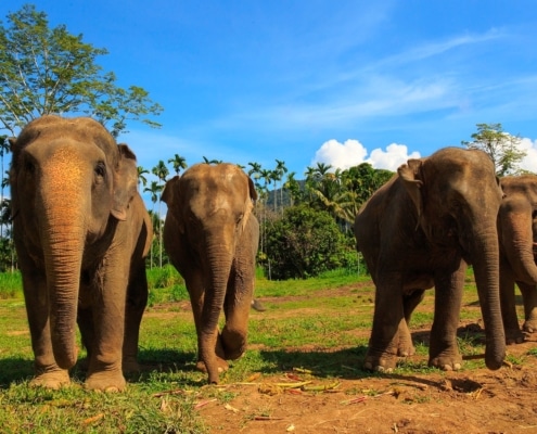 Discovering Thailand's unique eco-tourism experience 2