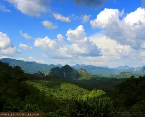 Thailand's Rainforest