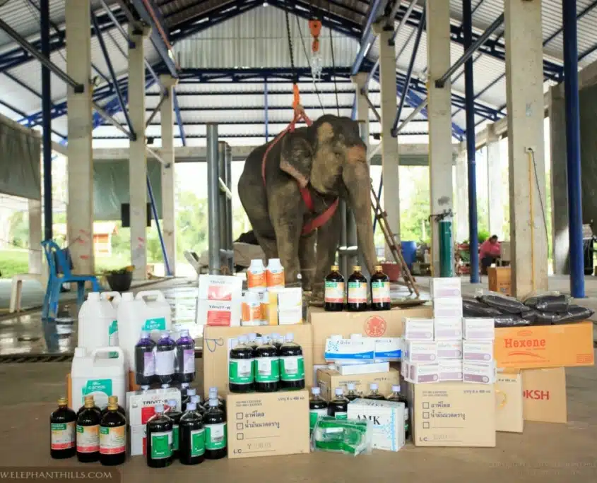 Elephant Hills Elephant Conservation Project - Donation 2