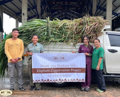 Elephant Hills donates grass for Krabi Elephant Hospital