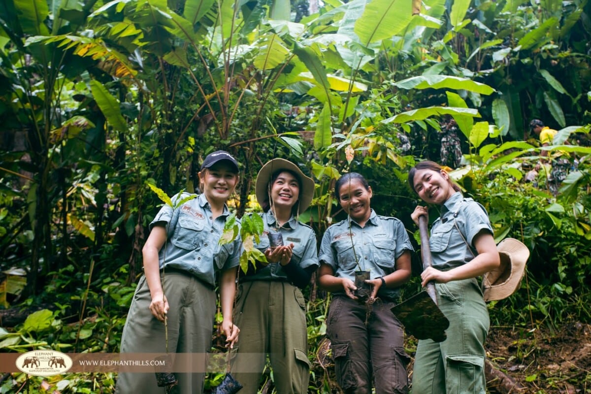 Elephant Hills staff planting trees at Khlong Phanom National Park