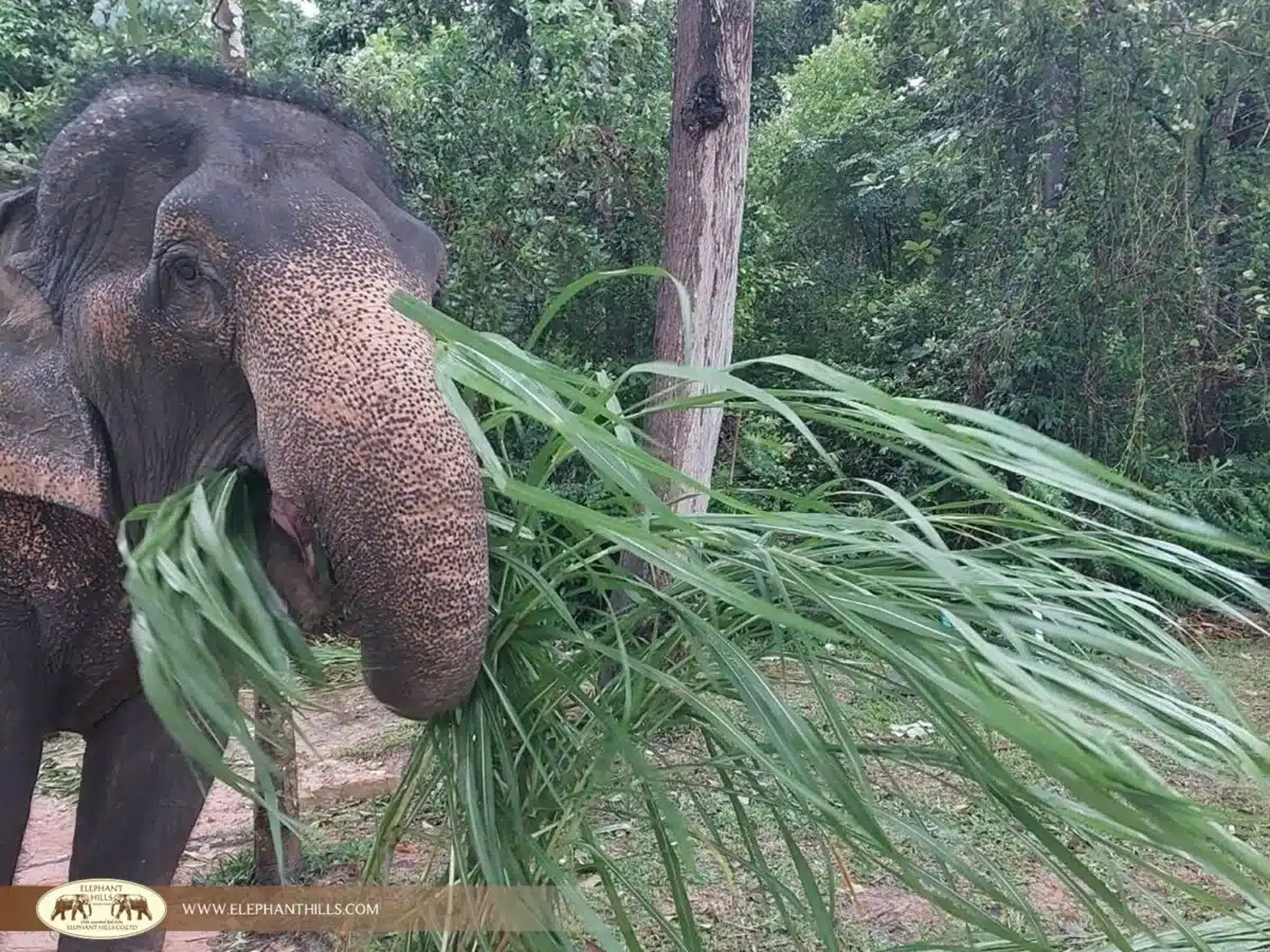 Elephant admitted at the hospital eating fresh grass
