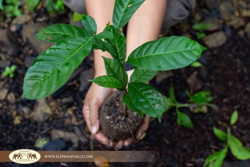 1,000 Trees planted for reforestation of Khlong Phanom National Park 2