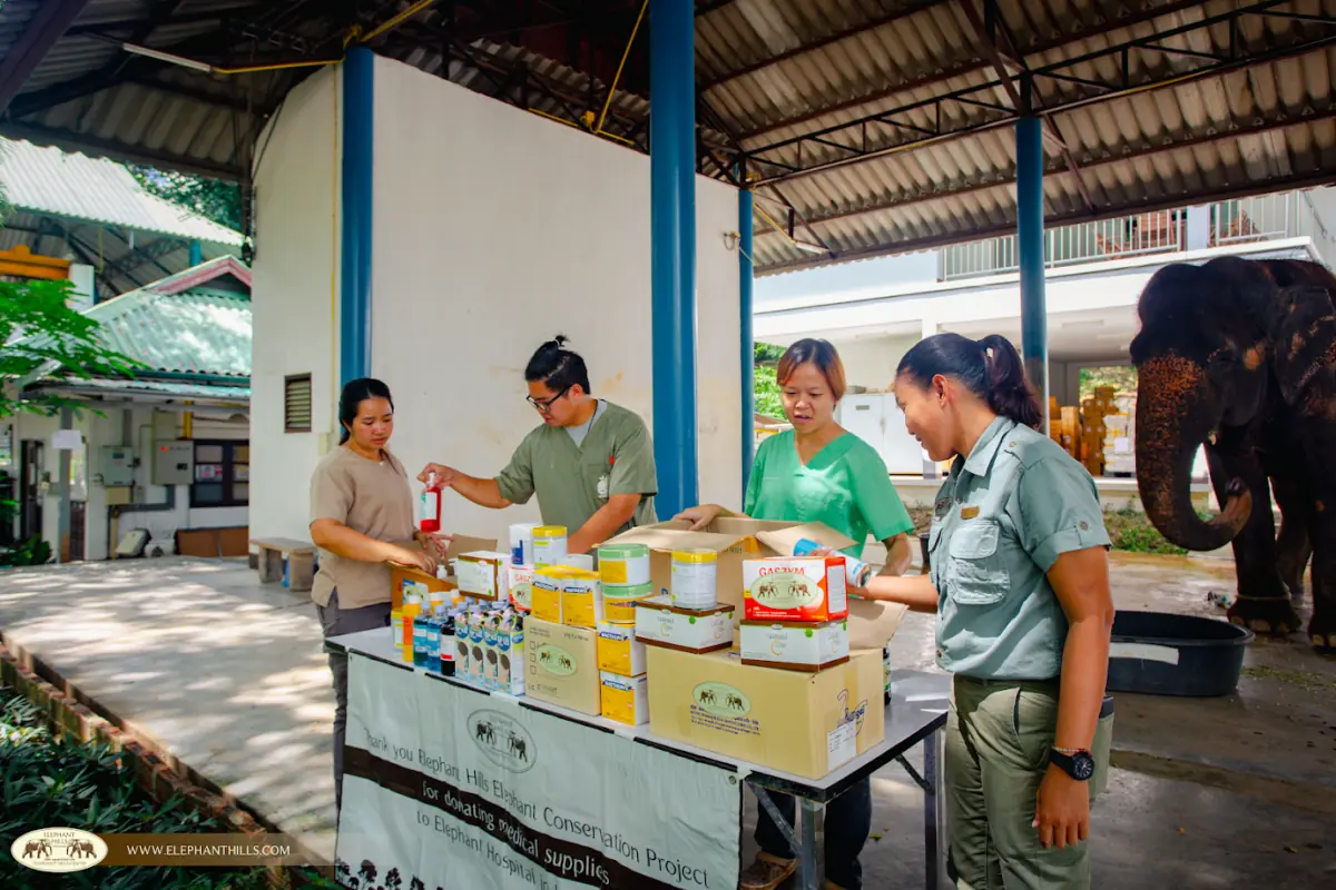 Caring for sick elephants at Lampang Elephant Hospital 2