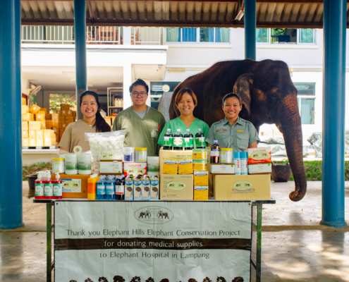 Caring for sick elephants at Lampang Elephant Hospital 2