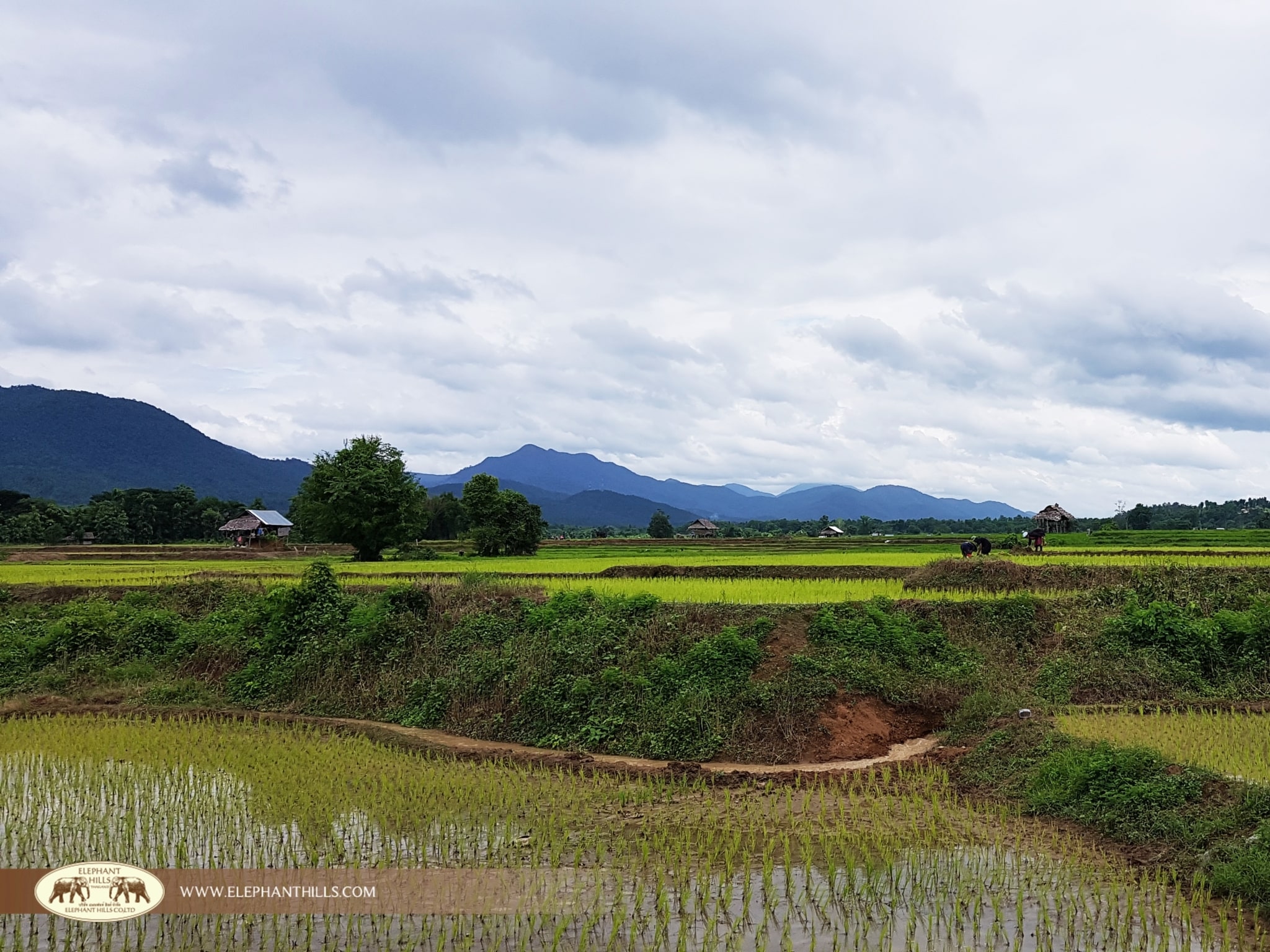 Rice field in Mae Sariang, Mae Hong Son
