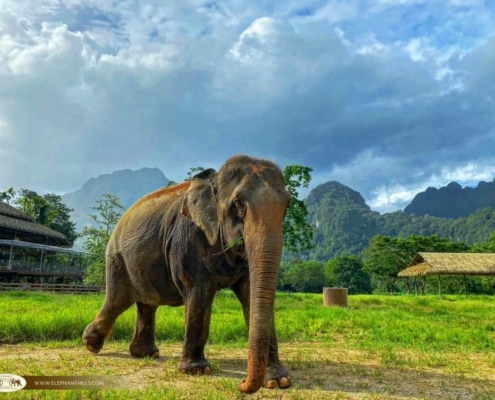 Asian Elephant at Elephant Hills free-roaming area