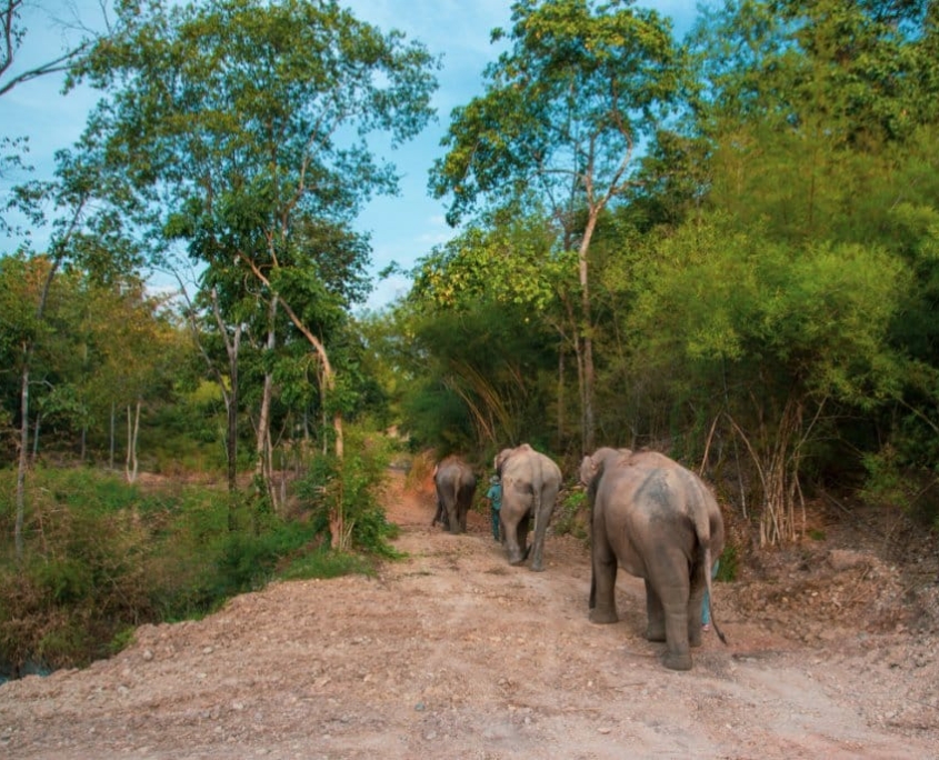 Discover The Bush Camp Chiang Mai: An Ethical Elephant Encounter 7
