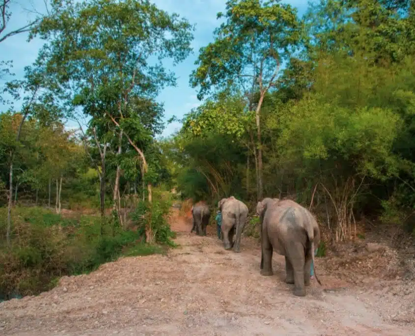 Discover The Bush Camp Chiang Mai: An Ethical Elephant Encounter 1