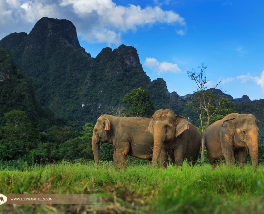 Elephant Hills Thailand