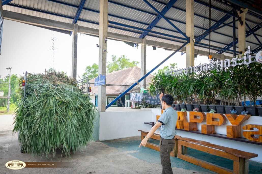 Helping Elephants in Need: Our Visit to Krabi Elephant Hospital 5