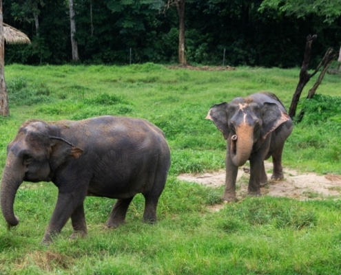 Seasonal Wildlife Watching 3