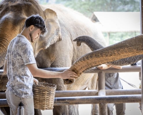 Our Unique Elephant Experience 1