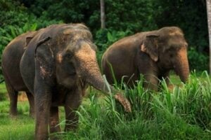 Two elephants feeding on tall grass at the edge of the rainforest at Elephant Hills