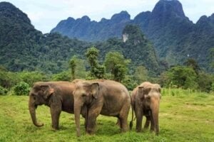Three elephants grazing in a meadow below Khao Sok's limestone mountains at Elephant Hills