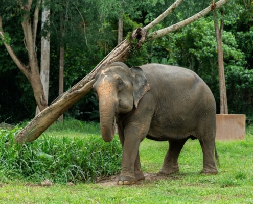 Solo Travel in Thailand: Exploring Khao Sok with Elephant Hills 1