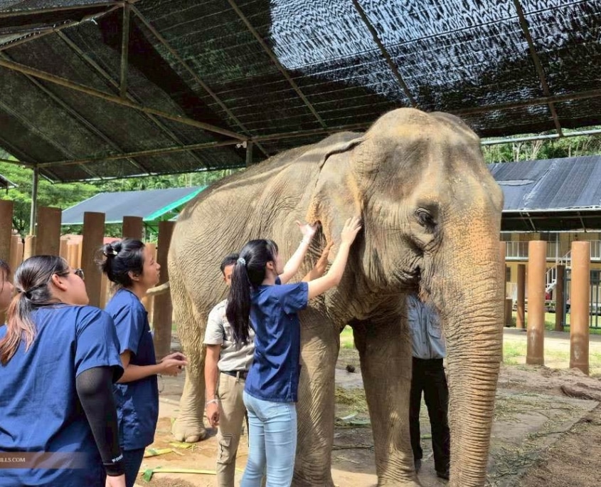 Elephant Conservation Project 7