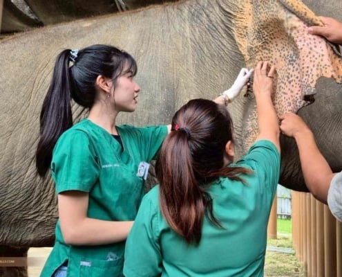 Veterinary Students Gain Hands-On Elephant Care Experience at Elephant Hills 1
