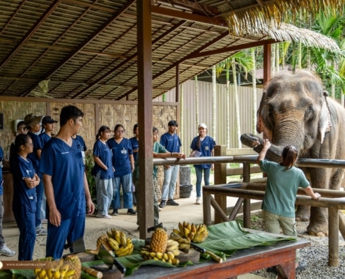 Elephant Conservation Project 2