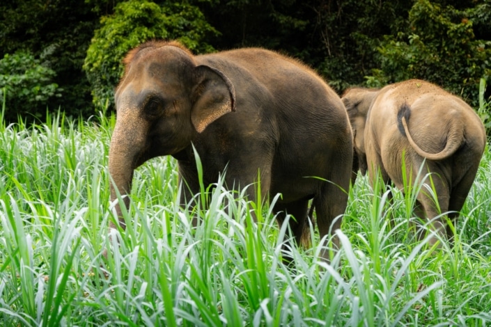 Elephant Experience Photos 13
