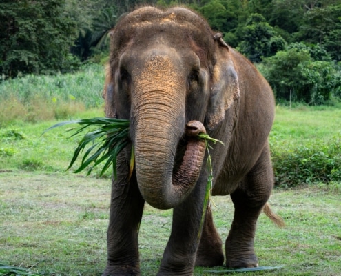 Easter at Elephant Hills