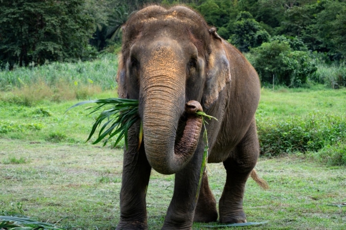 Easter at Elephant Hills