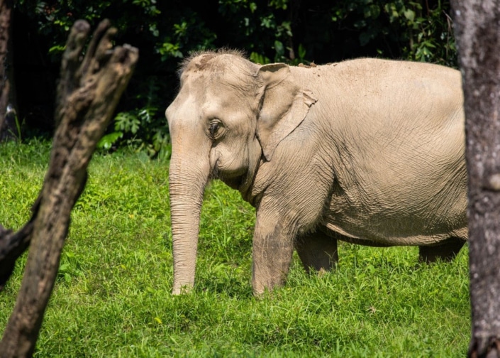 Elephant Experience Photos 2