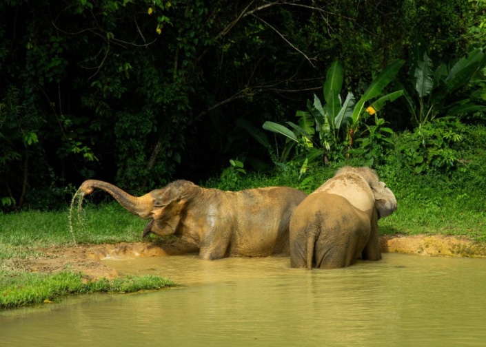 Elephant Experience Photos 12
