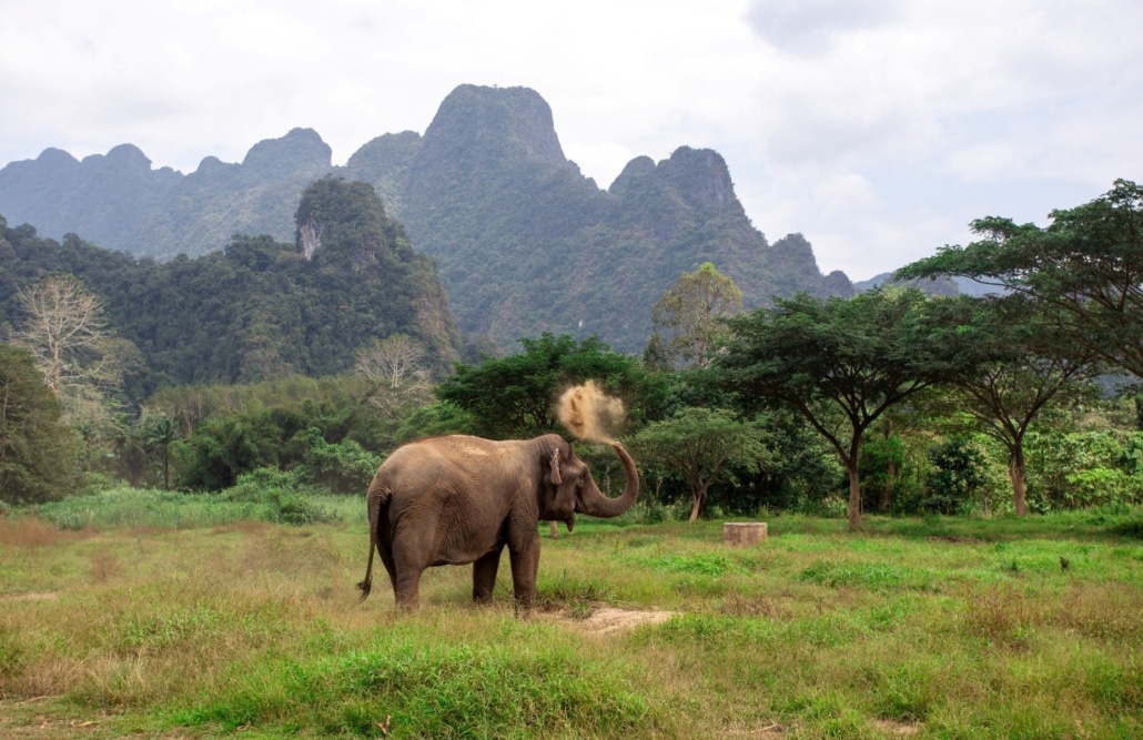 Thailand's Rainforest Revival