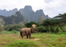 Thailand's Rainforest Revival Thailand's Rainforest Revival