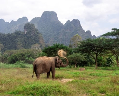 Thailand's Rainforest Revival