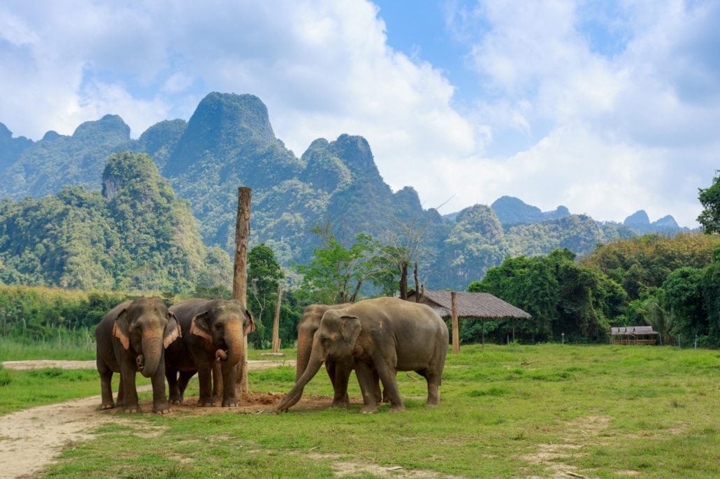 Help To Feed The Elephants