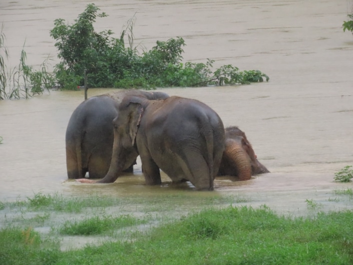 Elephant Experience Photos 6