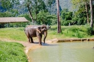 Elephant walking out of a pond in a grassy jungle clearing at Elephant Hills, Khao Sok