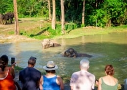 _MG_2023 The Ethical Elephant Experience 13