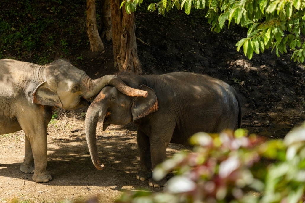 A Jungle Dawn Like No Other: The Magic of Mornings at Elephant Hills 1