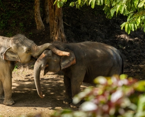 20% discount on TBC3 package