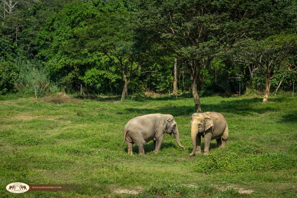 Khao Sok Elephants