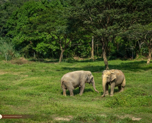 Khao Sok Elephants