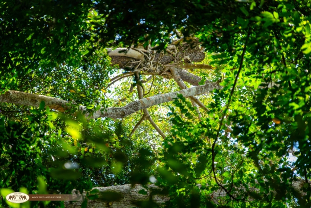 Elephant Hills Supports Wildlife Monitoring at Khlong Yan Wildlife Sanctuary