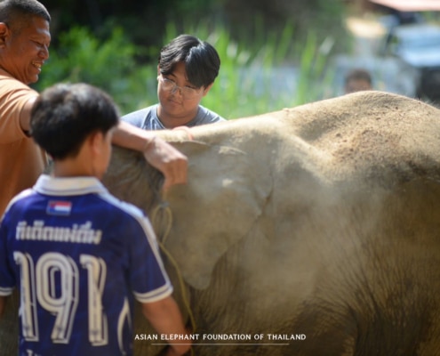 Providing essential veterinary care to elephants in need