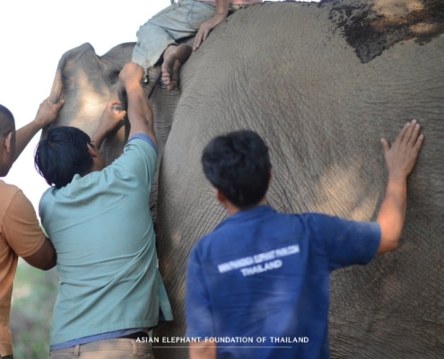Providing essential veterinary care to elephants in need