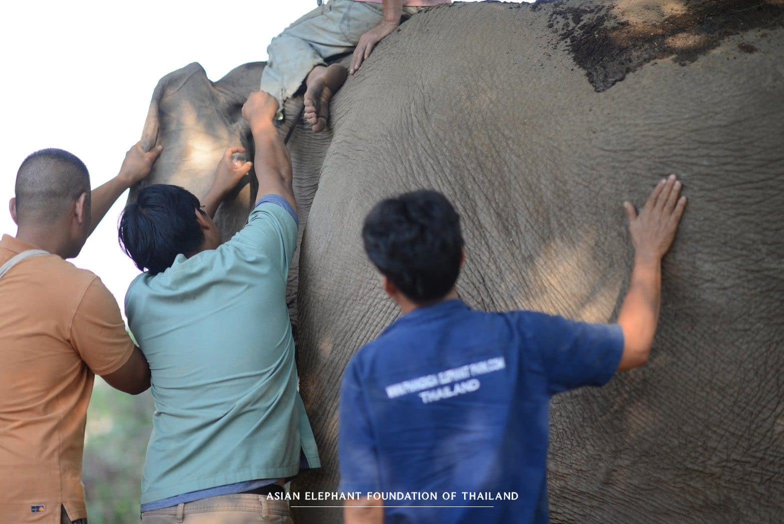 Providing essential veterinary care to elephants in need