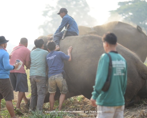 Supporting elephant welfare Thailand - veterinary care