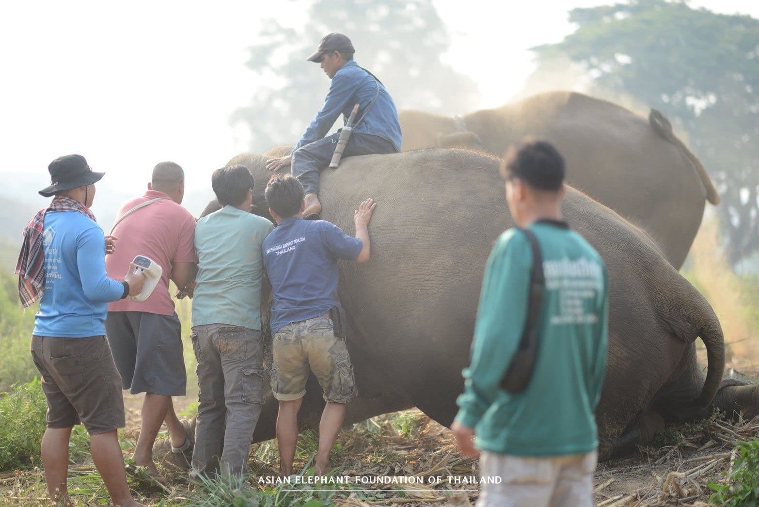 Supporting elephant welfare Thailand - veterinary care