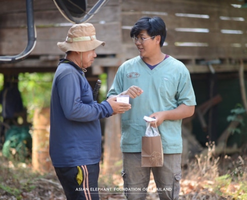 Providing essential veterinary care to elephants in need