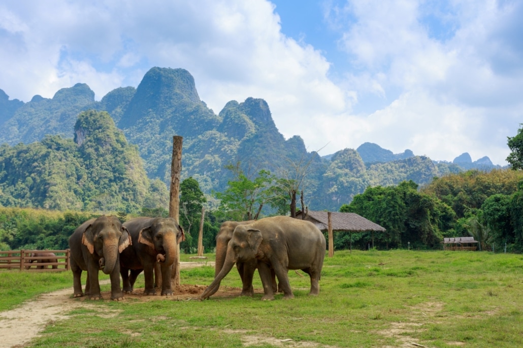 The Ultimate Whycation: An All-Inclusive Escape from Decision Fatigue in Khao Sok 2