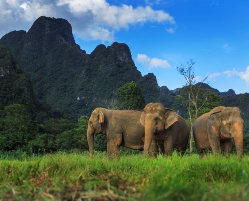 The Art of Observation: Why Watching is the Ultimate Ethical Elephant Experience in Thailand 1