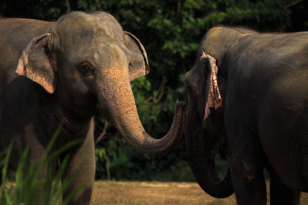 4-Day Jungle Safari