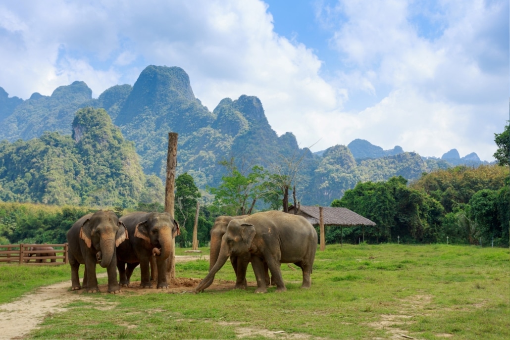 The Art of Observation: Why Watching is the Ultimate Ethical Elephant Experience in Thailand 2